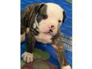 American Bulldog Puppy for sale in Port Saint Lucie, FL, USA
