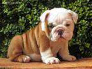 Bulldog Puppy for sale in Fairfield, CA, USA