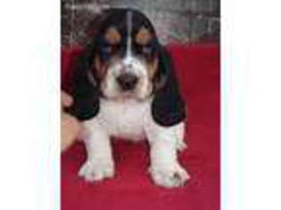 Basset Hound Puppy for sale in Susquehanna, PA, USA