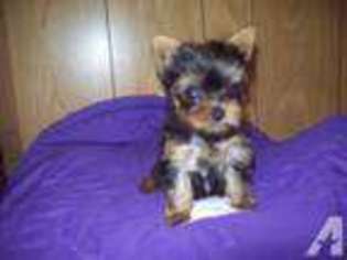 Yorkshire Terrier Puppy for sale in GIBSONTON, FL, USA
