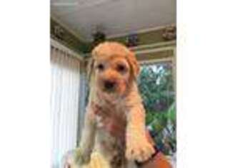 Mutt Puppy for sale in Knightdale, NC, USA
