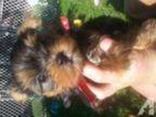 Yorkshire Terrier Puppy for sale in MECHANICSBURG, OH, USA