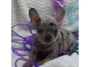 French Bulldog Puppy for sale in Weaubleau, MO, USA