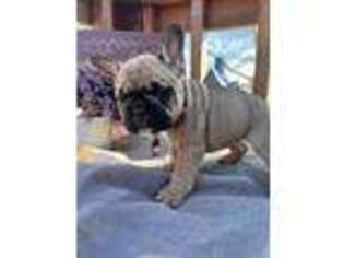 French Bulldog Puppy for sale in Oak Grove, LA, USA