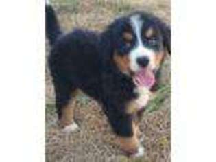 Bernese Mountain Dog Puppy for sale in Falcon, MO, USA