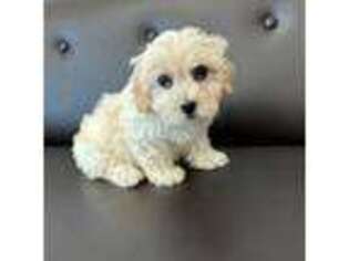Cavapoo Puppy for sale in Dublin, CA, USA