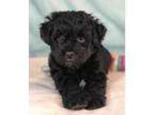 Schnoodle (Standard) Puppy for sale in Newark, NJ, USA