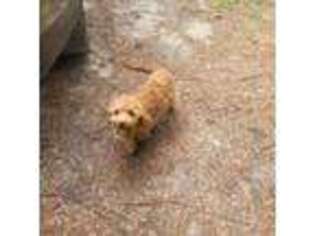 Cavapoo Puppy for sale in Fayetteville, NC, USA