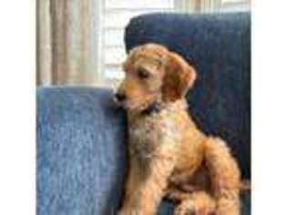 Goldendoodle Puppy for sale in Aubrey, TX, USA
