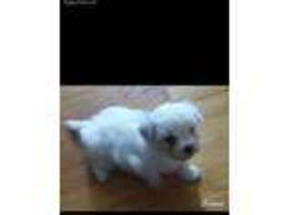 Maltese Puppy for sale in Athens, TN, USA