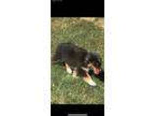 Miniature Australian Shepherd Puppy for sale in Indianapolis, IN, USA