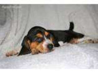 Beagle Puppy for sale in Stokesdale, NC, USA