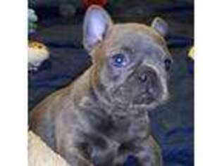 French Bulldog Puppy for sale in Issaquah, WA, USA