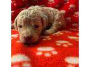 Labradoodle Puppy for sale in Constableville, NY, USA