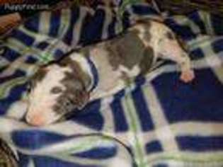 Great Dane Puppy for sale in Brownsville, OR, USA