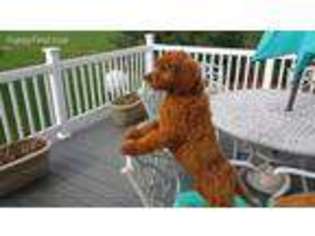 Goldendoodle Puppy for sale in Cannelburg, IN, USA
