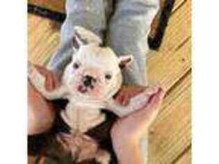 Boston Terrier Puppy for sale in West Liberty, KY, USA