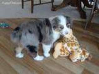 Australian Shepherd Puppy for sale in Hermosa, SD, USA