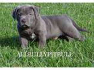 Mutt Puppy for sale in Chesterhill, OH, USA