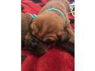 Bloodhound Puppy for sale in Leakesville, MS, USA