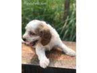 Brittany Puppy for sale in Morgantown, KY, USA