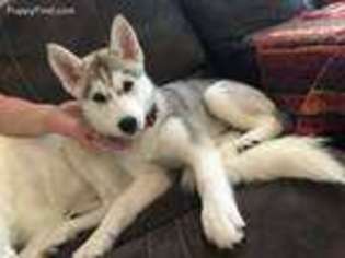 Siberian Husky Puppy for sale in Suitland, MD, USA
