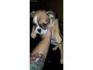 Miniature Bulldog Puppy for sale in Sherwood, AR, USA