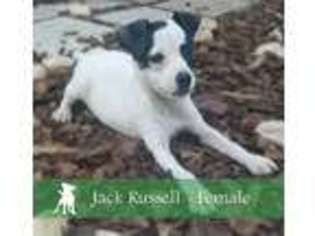 Jack Russell Terrier Puppy for sale in Pembroke Pines, FL, USA