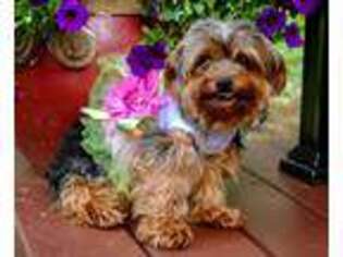 Yorkshire Terrier Puppy for sale in Homeworth, OH, USA