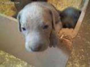 Weimaraner Puppy for sale in Rapid City, SD, USA