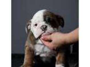Bulldog Puppy for sale in Bridgewater, NJ, USA