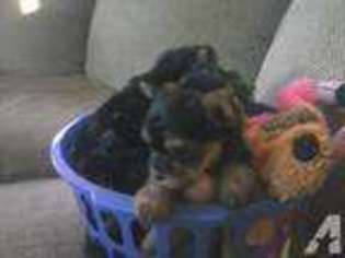 Yorkshire Terrier Puppy for sale in JOURDANTON, TX, USA
