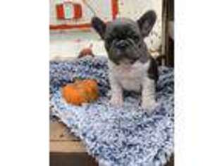 French Bulldog Puppy for sale in Mullin, TX, USA