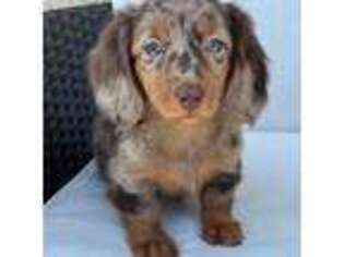 Dachshund Puppy for sale in Beech Grove, IN, USA