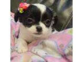 Chihuahua Puppy for sale in Poland, IN, USA