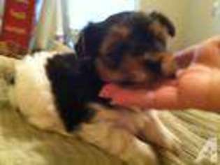 Yorkshire Terrier Puppy for sale in FOLEY, AL, USA