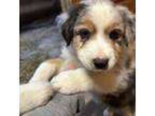 Australian Shepherd Puppy for sale in Crown Point, IN, USA