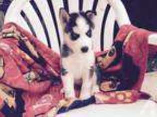 Siberian Husky Puppy for sale in TAMPA, FL, USA