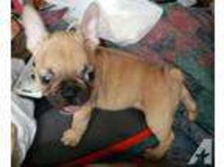 French Bulldog Puppy for sale in DEL RIO, TX, USA