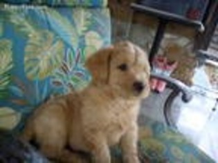 Labradoodle Puppy for sale in North Wilkesboro, NC, USA