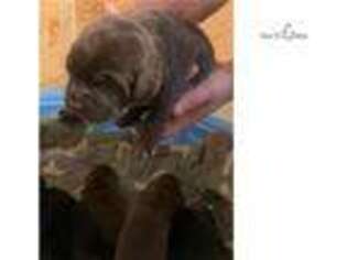 Labrador Retriever Puppy for sale in Cedar Rapids, IA, USA