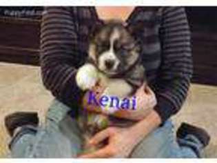 Siberian Husky Puppy for sale in Black River Falls, WI, USA