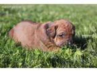 Rhodesian Ridgeback Puppy for sale in New Plymouth, ID, USA