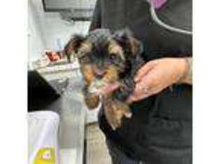 Yorkshire Terrier Puppy for sale in Front Royal, VA, USA