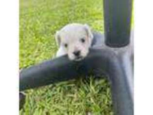 Mutt Puppy for sale in Port Charlotte, FL, USA