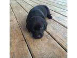 Labrador Retriever Puppy for sale in Westby, WI, USA