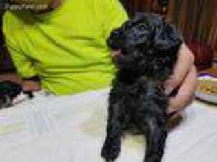 Mutt Puppy for sale in Qulin, MO, USA