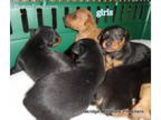 Miniature Pinscher Puppy for sale in Corning, CA, USA
