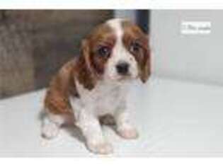 Cavalier King Charles Spaniel Puppy for sale in Columbia, MO, USA