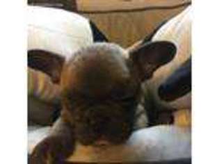 French Bulldog Puppy for sale in Harrisburg, NC, USA